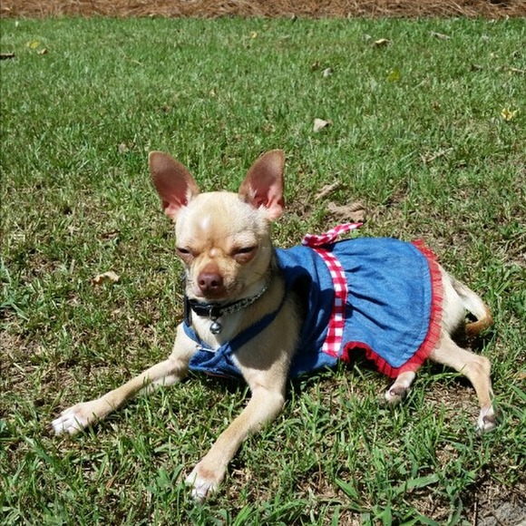 Meet your Posher, Rusty - Picture 1 of 1