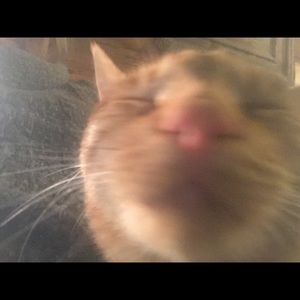 Meet your Posher, Kim