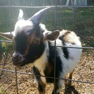 Meet your Posher, Miranda