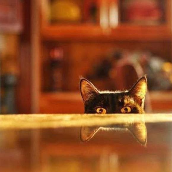 Meet your Posher, Evlynne