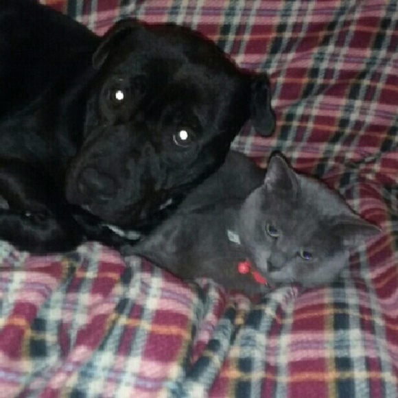 Meet your Posher💋 - Picture 3 of 4