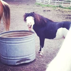 Meet your Posher, Jameson