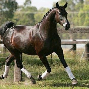 Meet your Posher, Emilio