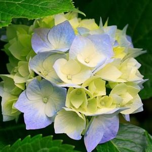 Meet your Posher, Laurie