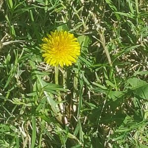 Meet your Posher, Noelle