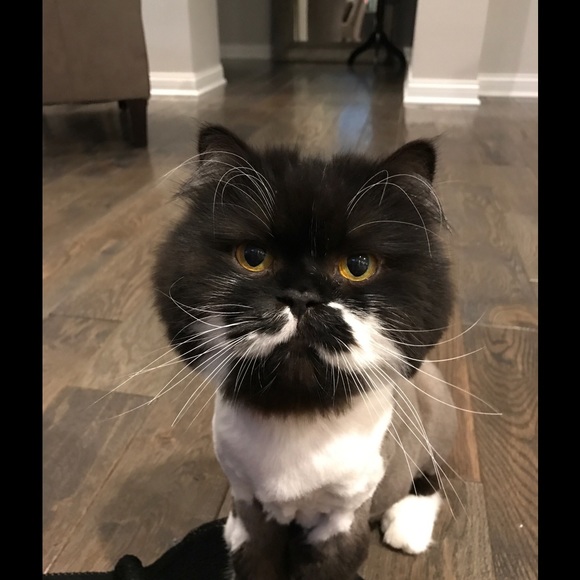 Meet your Posher, Tammy - Picture 2 of 4