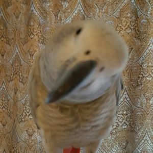 Meet your Posher, Peter