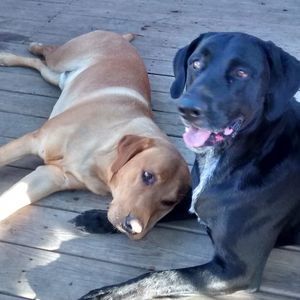 Meet your Posher, Maggie