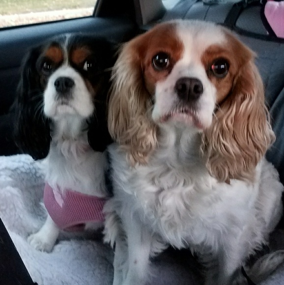 Meet your Posher, Janice - Picture 3 of 3