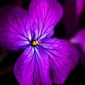 Meet your Posher, Tasha