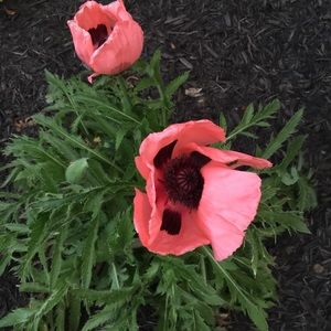 Meet your Posher, Cyndi