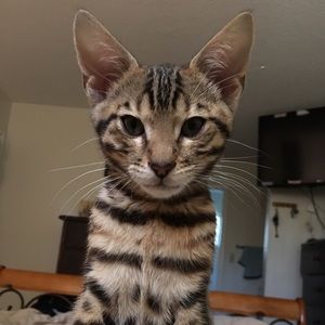 Meet your Posher, Israel