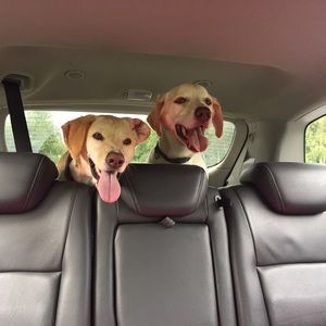 Meet your Posher, Sandy