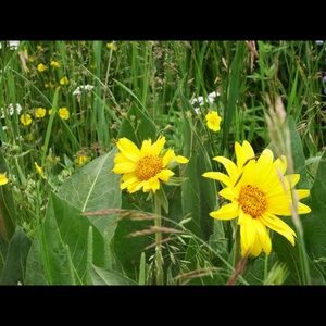 Meet your Posher, Sandy