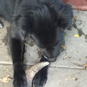 Meet your Posher, Abigail