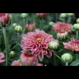 Meet your Posher, Gina