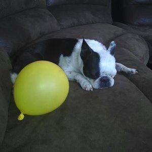 Meet your Posher, Moo