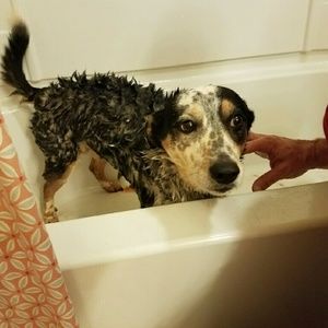 Meet your Posher, Barbara