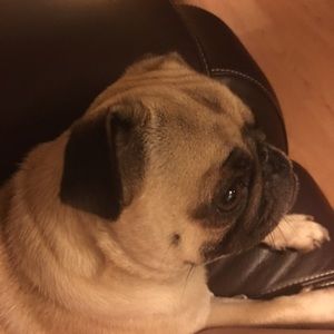 Meet your Posher, Emma