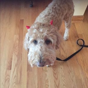 Meet your Posher, Jamie