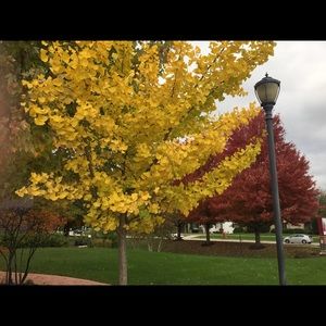 Meet your Posher, Hoai