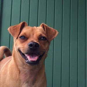 Meet your Posher, Trisha