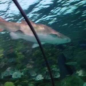 Meet your Posher, Filomena