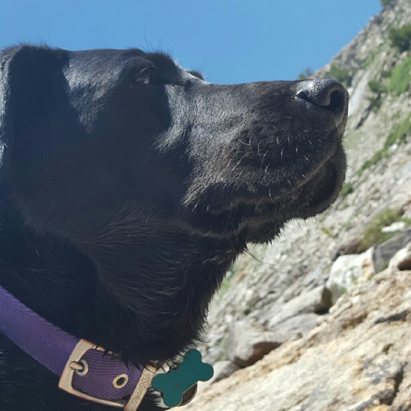 Meet your Posher, Tessa - Picture 1 of 1