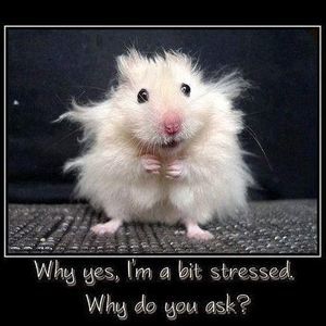 Meet your Posher, Judith