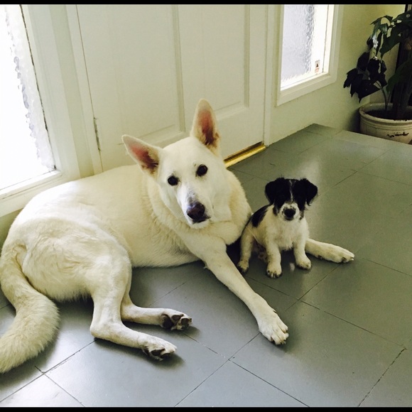 Meet your Posher, Sofia