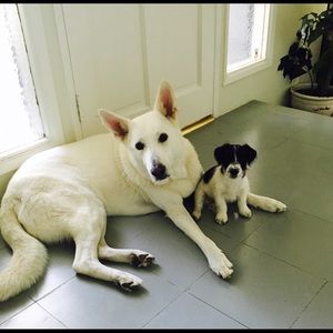 Meet your Posher, Sofia