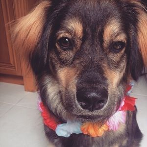 Meet your Posher, Mia