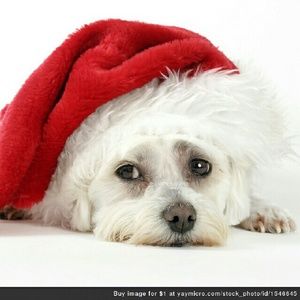 Meet your Posher, Carolyn