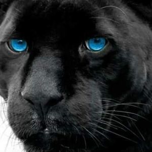 Meet your Posher, Gregory