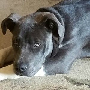 Meet your Posher, Antonio