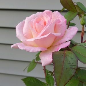 Meet your Posher, Paula