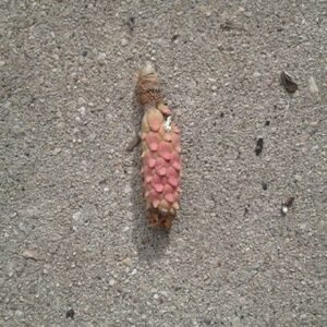 Meet your Posher, Jackie