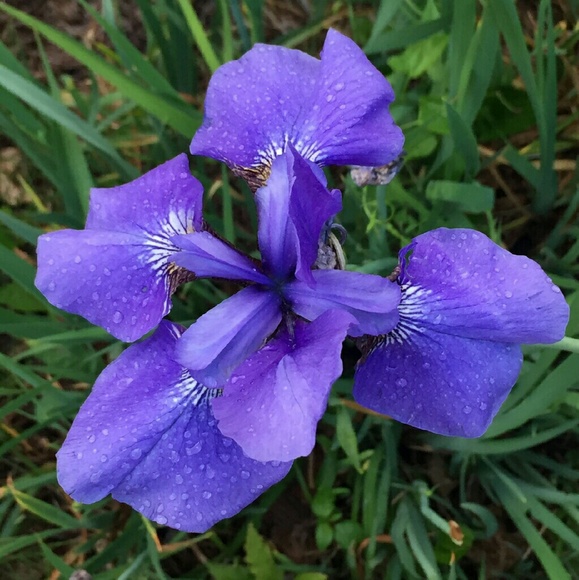 Meet the Posher - Picture 1 of 1