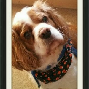 Meet your Posher, Faye