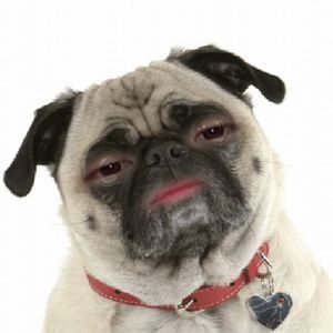 Meet your Posher, Jen