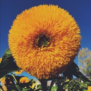 Meet your Posher, Amya