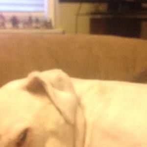 Meet your Posher, Douglas