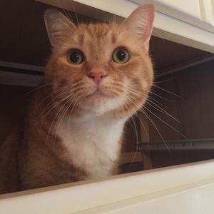 Meet your Posher, Pamela