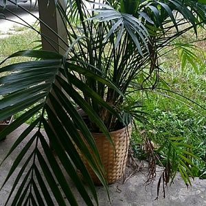 Meet your Posher, Amiee