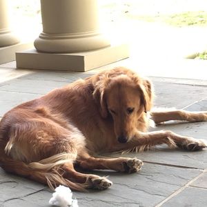 Meet your Posher, Liza