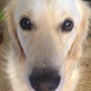 Meet your Posher, Brookelin