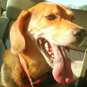 Meet your Posher, Benji