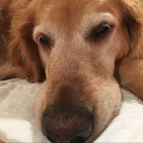 Meet your Posher, Meredith - Picture 1 of 1