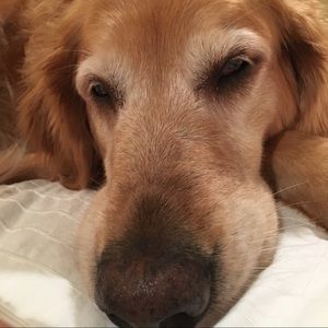 Meet your Posher, Meredith