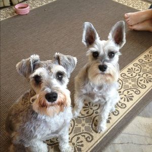 Meet your Posher, Debbie